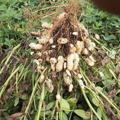 茹で落花生の新品種　おおまさりネオの画像