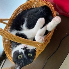 急募 里親を探しています。