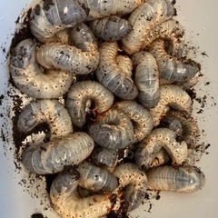 カブトムシ　幼虫