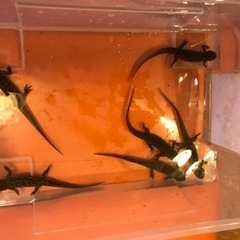 イベリアトゲイモリさしあげます。