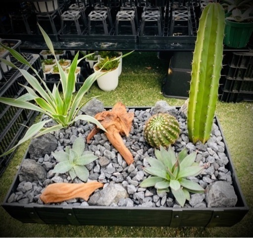 箱庭　ドライガーデン　ロックガーデン　ユッカ　アガベ　サボテン