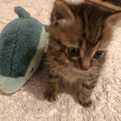 生後1ヶ月の男の子子猫