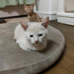 【緊急】保護猫の里親を募集します（３匹）