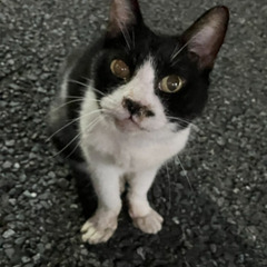 黒白ハチワレ猫ちゃんを探しております。