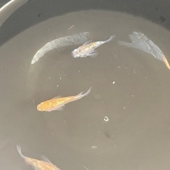 月華ショートボディー×王華ダルマの稚魚〜若魚❣️