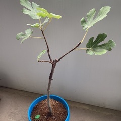 イチヂク　苗木