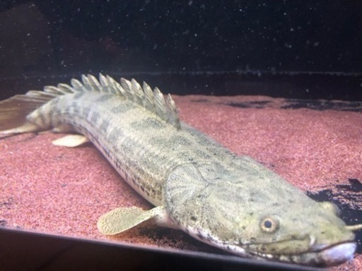 ポリプテルス　熱帯魚　アンソルギー