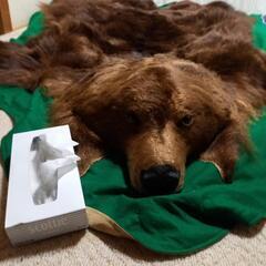 熊の剥製の画像