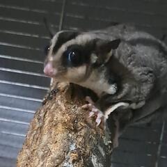 2022年５月生まれのフクロモモンガ男の子