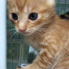 もらって下さい🐈️