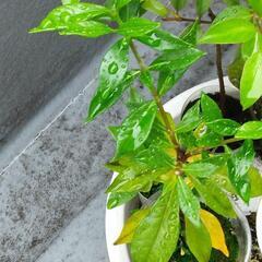 植木 クチナシの苗木