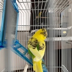 セキセイインコ 個性豊かです♪
