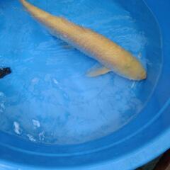 アルビノソウギョウの画像