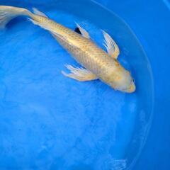黄金ヒレナガ鯉の画像