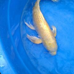 黄金ヒレナガ鯉の画像