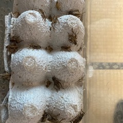 ヨーロッパイエコオロギ　MLサイズ50匹