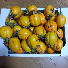 西条柿　干し柿にどうぞ