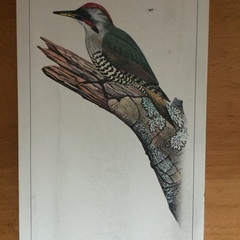 日本の野鳥（日本野鳥の会）差し上げます。の画像