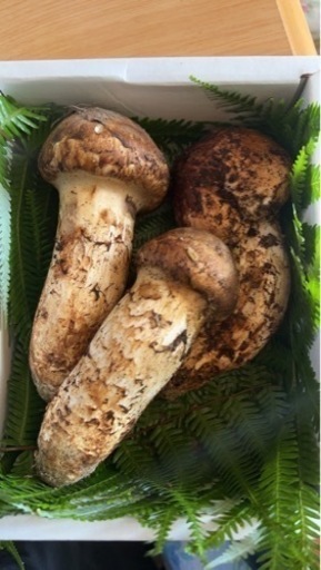 徳島県産松茸売ります！