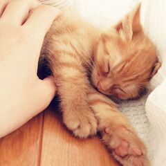 茶色キジトラ　生後2ヶ月くらい