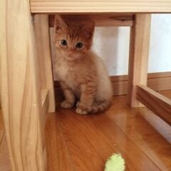 茶色キジトラ　生後2ヶ月くらい - 笠間市