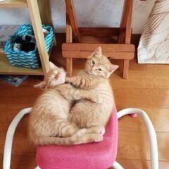茶色キジトラ　生後2ヶ月くらい − 茨城県
