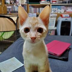 保護猫を迎えよう‼️茶白♂️茶トラ♂️ - 米子市