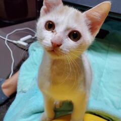 保護猫を迎えよう‼️茶白♂️茶トラ♂️ - 猫