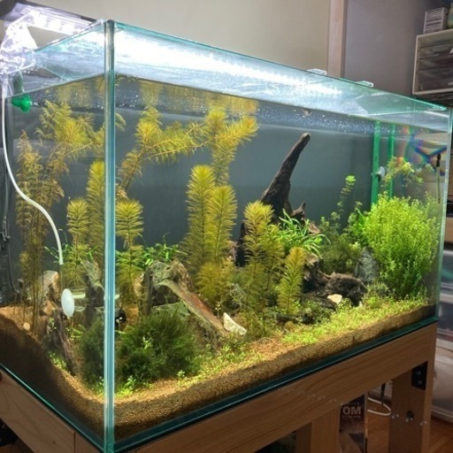 アクアリウム　90cm水槽　GEXグラステリア