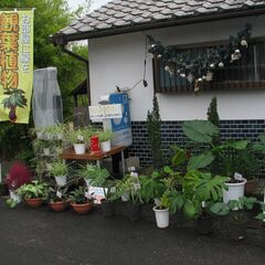★無人観葉植物園２０２３年度本日オープンしました💛part2の画像
