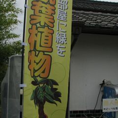 ★無人観葉植物園２０２３年度本日オープンしました💛part2の画像
