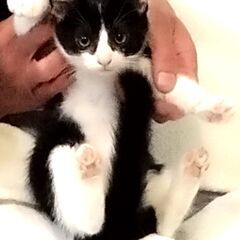超ハッピーなハチワレちゃん２か月です！