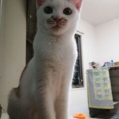 仲良し兄弟です　家族の一員にしてください