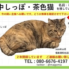 中尻尾の茶色猫を探しています