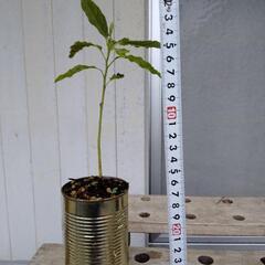 発芽したアボカドの種2