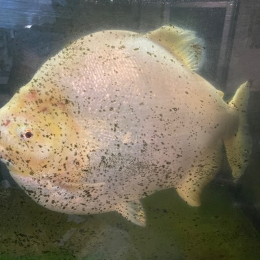 コロソマ60cm