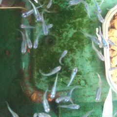 最終【めだか】緑光＆緑光幹之若魚　④　10匹+α　500円の画像