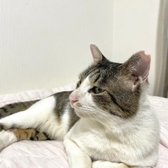 甘えん坊の男の子。エイズキャリアあり - 豊橋市
