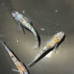 ❣️メダカSALE❣️月華❣️ 稚魚〜若魚❣️