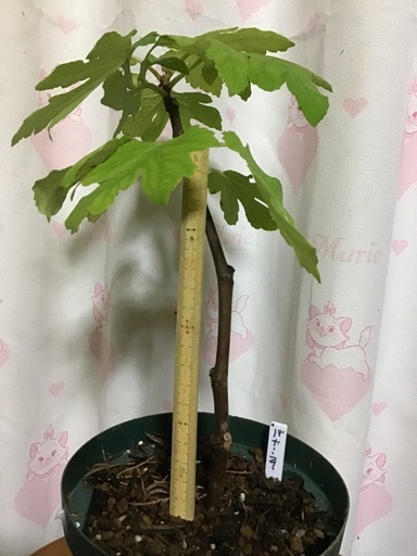 イチジク(バナーネ)の苗木　おまけ付き