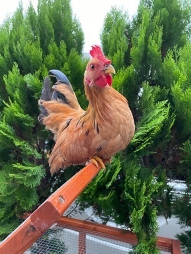 セラマ羽衣の受精卵４個 世界で一番小さい鶏と言われているセラマ羽衣の受精卵