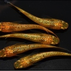 🎃メダカ🐟ウーパールーパー