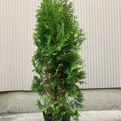 コニファー