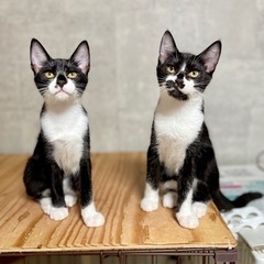 純と壱 兄弟 ♂