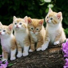 川口駅東口にて開催される猫（子猫～成猫）の里親会について