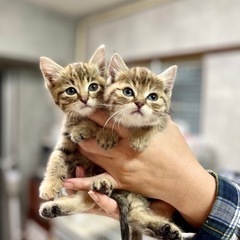 アリスとすず 姉妹 ♀