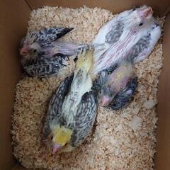 オカメインコ雛ちゃん来たよ✨