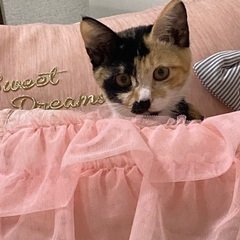 意外としっかりしてる子猫の澪ちゃん