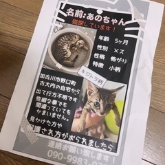 猫探してます