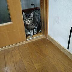 里親募集